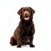 Douxo S3 Dog Skin Care Mousse Ophytrium Soothing-1