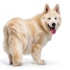 Douxo S3 Dog Skin Care Mousse Ophytrium Soothing-6
