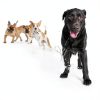 Central Garden Pet Dog Wound Care Ointment Pain Relief-5