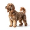 Taily Liquid Collagen for Dogs Cats Skin Coat Health-7