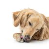 Pet Honesty Dog Allergy Chews Itch Relief Salmon Flavor-1