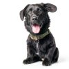 Central Garden Pet Dog Wound Care Ointment Pain Relief-4
