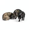 Taily Liquid Collagen for Dogs Cats Skin Coat Health-4