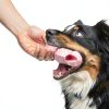 Pet Honesty Dog Multivitamin Chews Glucosamine Probiotics-1