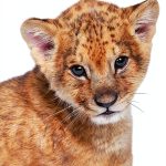 Bright Baby Touch and Feel Book Zoo Animals for Toddlers-0
