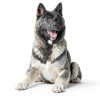 Central Garden Pet Dog Wound Care Ointment Pain Relief-2