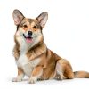 Douxo S3 Dog Skin Care Mousse Ophytrium Soothing-2