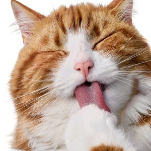 Silly Easy Read Books for Kids Cat Book Preschool Learning-0