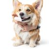 HICC Pet Dog Dental Wipes Freshen Breath Clean Teeth-1