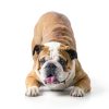 Glandex Anal Gland Chews for Dogs Vetnique Labs Support-3