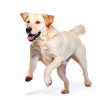 Cosequin Joint Health Supplement for Dogs Glucosamine MSM-2